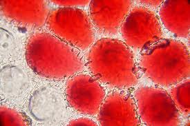 blood cells 