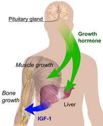 human growth hormone and hypertrophy