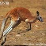 kangaroo